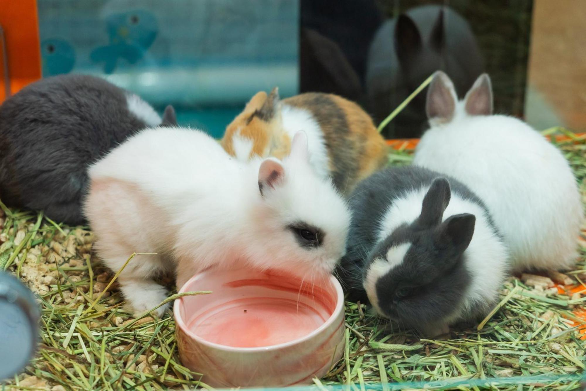 シェンヂェン マリオット ホテル ゴールデン ベイ 深セン市 エクステリア 写真